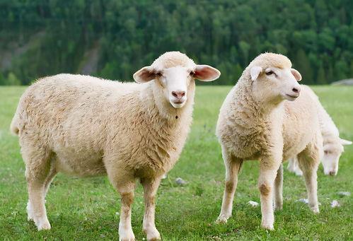 娱乐吃瓜酱羊羊,羊羊酱带你领略娱乐圈风云变幻  第1张